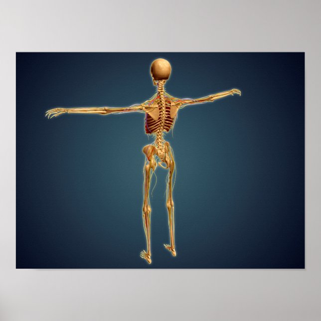 Rückansicht des menschlichen Skeletts mit Nervensy Poster (Vorne)
