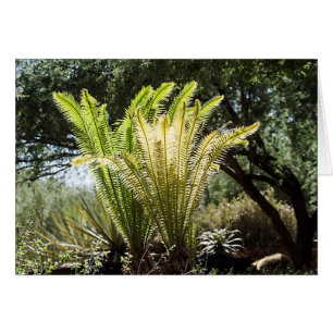 Rückbeleuchtete Palmen