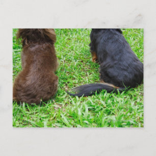 Rückblick auf zwei Dackeln Postkarte