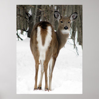 Rückblick, Hirsch Poster