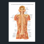 Rückenmark, innere Organe und Muskeln Anatomie P Poster<br><div class="desc">Kreuzung der Rückseite mit dem Rückenmark,  inneren Organen und Muskeln.</div>