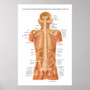 Rückenmark, innere Organe und Muskeln Anatomie P Poster