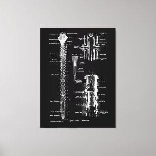 Rückenmarksmembran Anatomie Medizinische Dekorati Leinwanddruck