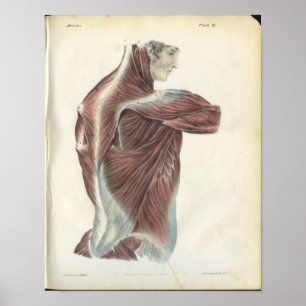 Rückenmuskeln Anatomie Druck Poster