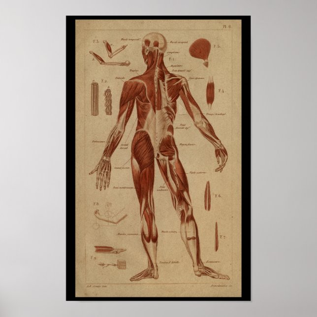 Rückenmuskeln Vintage Anatomie Poster (Vorne)
