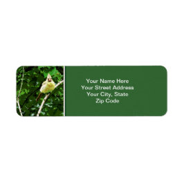 Rückgabeadresse für den Gelben Kardinal-Bird-Foto