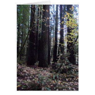 Rückgang der Redwoods