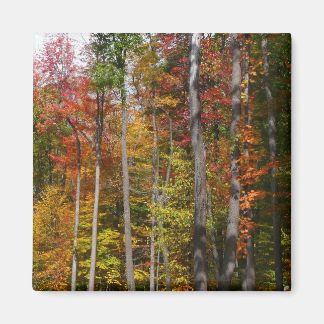 Rückgang der waldfarbenen Herbstfotografie Magnet (Vorne)