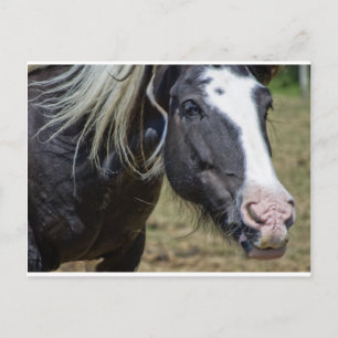 RÜCKGESCHLOSSENER PFERD POSTKARTE