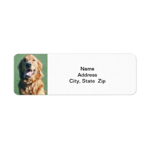 Rücksendeadresse-Aufkleber, goldener Retriever