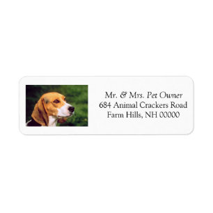 Rücksendeadresse der niedlichen Beagle Mailing Lab