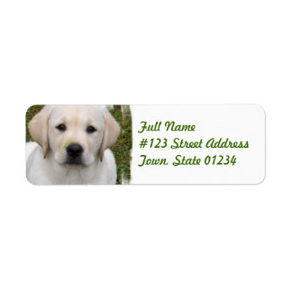 Rücksendeadresse für Golden Retriever