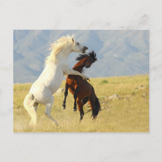 Ruckus Postkarte