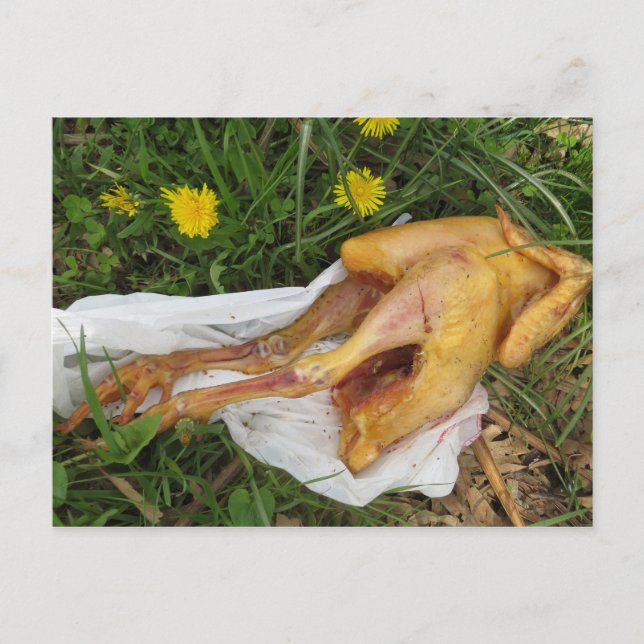 Rückwurfhähnchen Postkarte (Vorderseite)