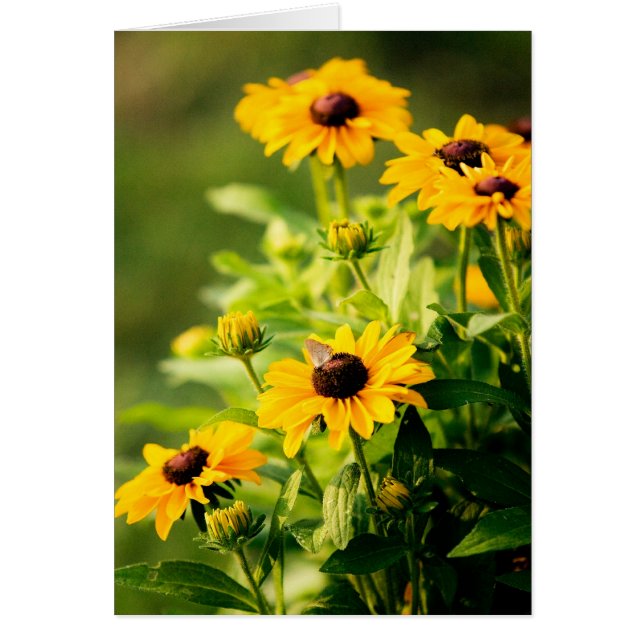 Rudbeckia (Vorne)