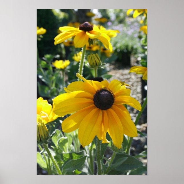 "Rudbeckia Bloom" Poster (Vorne)