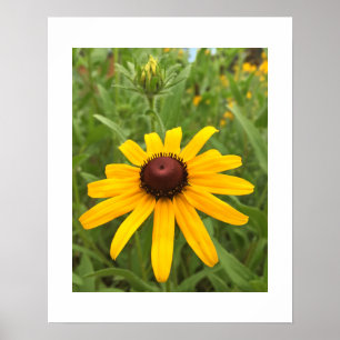 Rudbeckia Blossom und Bud Nah-Up Fotograf Poster