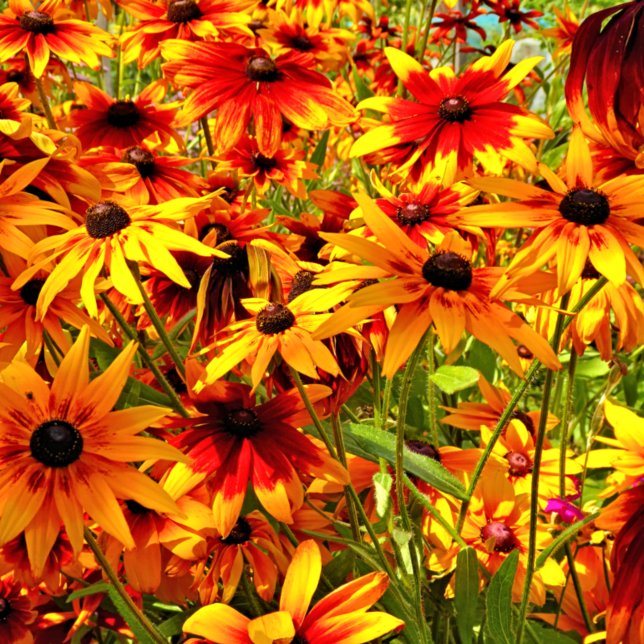 RUDBECKIA-BLUME FLIESE (Von Creator hochgeladen)