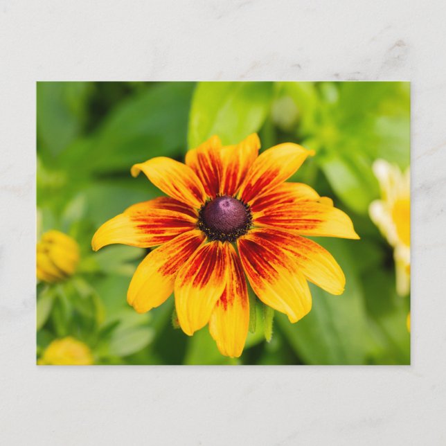Rudbeckia-Blume Postkarte (Vorderseite)