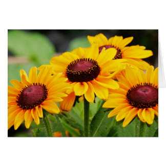 Rudbeckia-Blüte