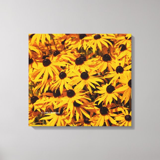 Rudbeckia Fulgida / Orangenblume Leinwanddruck (Vorderseite)