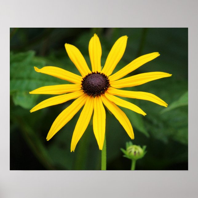 Rudbeckia hirta poster (Vorne)