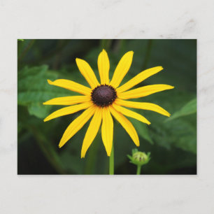 Rudbeckia hirta postkarte