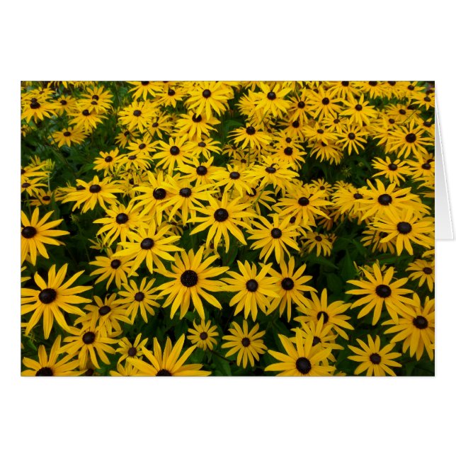 Rudbeckia Hirta (Schwarz-mit Augen Susans) (Vorderseite (Horizontal))
