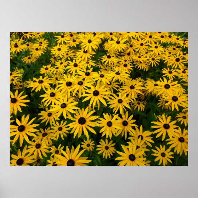 Rudbeckia Hirta (Schwarz-mit Augen Susans) Poster (Vorne)