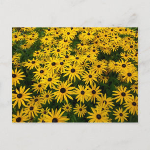 Rudbeckia Hirta (Schwarz-mit Augen Susans) Postkarte