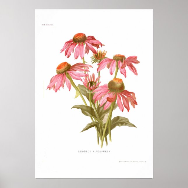 Rudbeckia purpurea poster (Vorne)