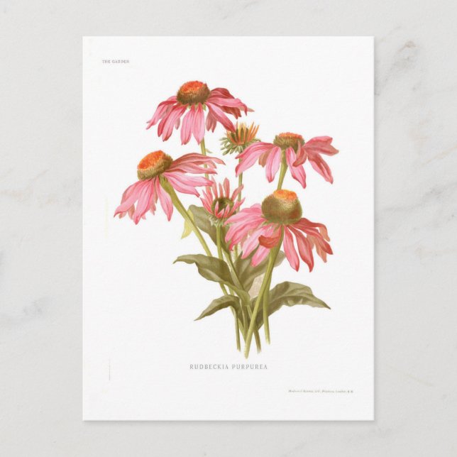Rudbeckia purpurea postkarte (Vorderseite)