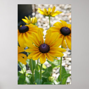 Rudbeckia Rising Poster