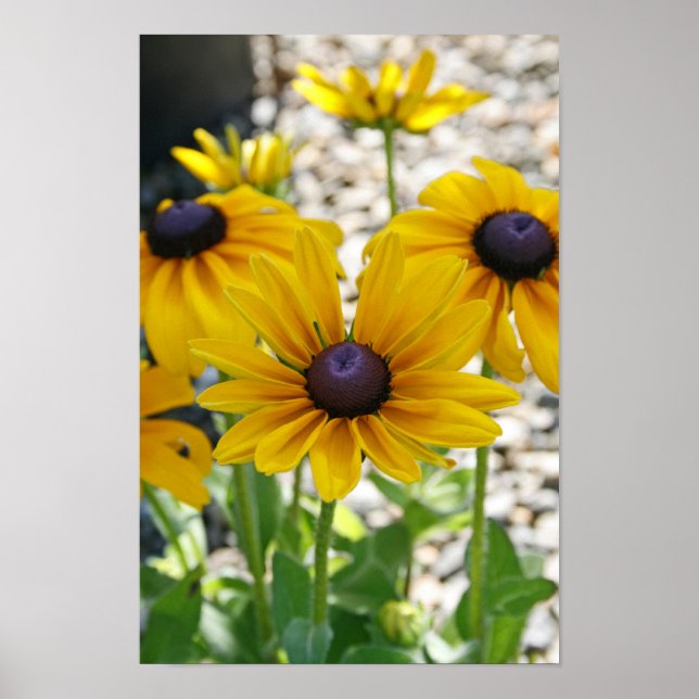 Rudbeckia Rising Poster (Vorne)