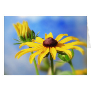 Rudbeckia-Sommer-Träume