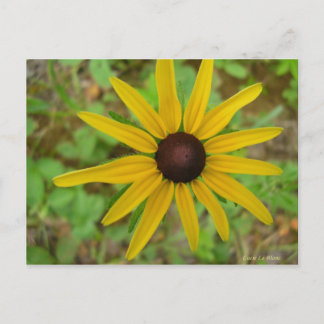 Rudbeckie hérissée postkarte