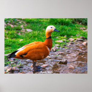 Ruddy Duck Poster