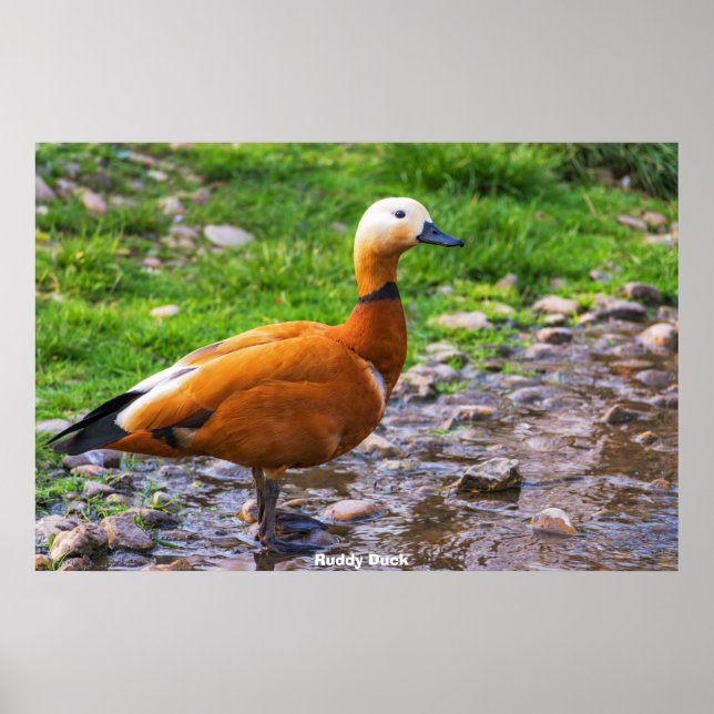 Ruddy Duck Poster (Vorne)