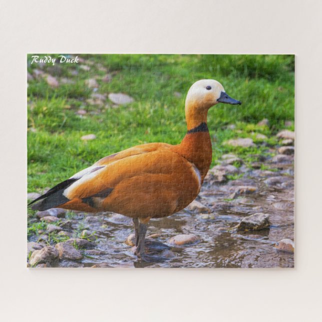 Ruddy Duck Puzzle (Horizontal)