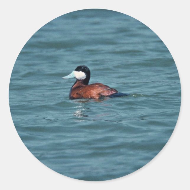 Ruddy Duck Runder Aufkleber (Vorderseite)