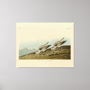 Ruddy Plover (Sanderling) Audubon Birds of America Leinwanddruck