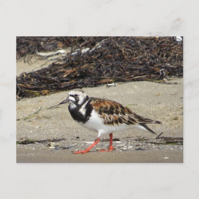 Ruddy Turnstone (Sommerphase) Postkarte (Vorderseite)