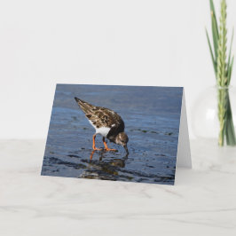 Ruddy Turnstone sucht nach Nahrung Feiertagskarte