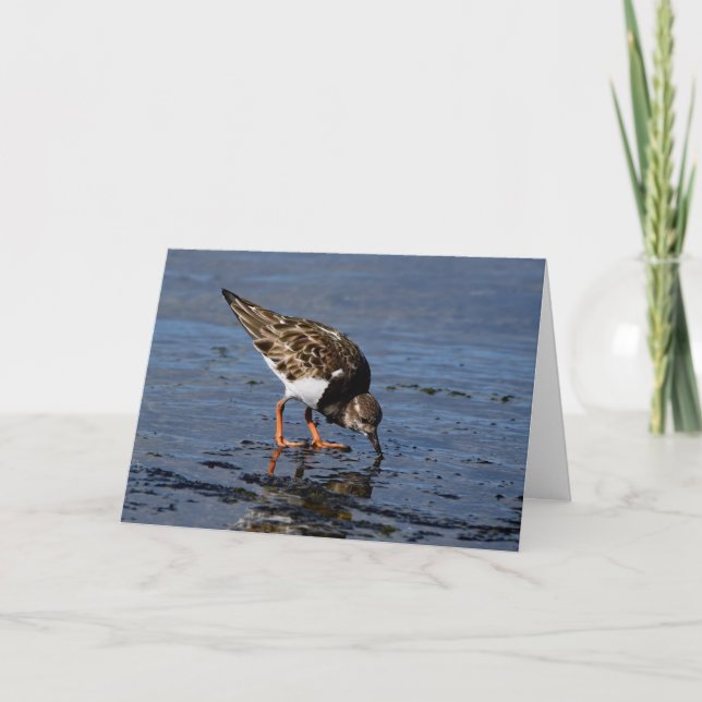 Ruddy Turnstone sucht nach Nahrung Feiertagskarte (Vorderseite)