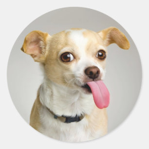 Rude Chihuahua Sticker
