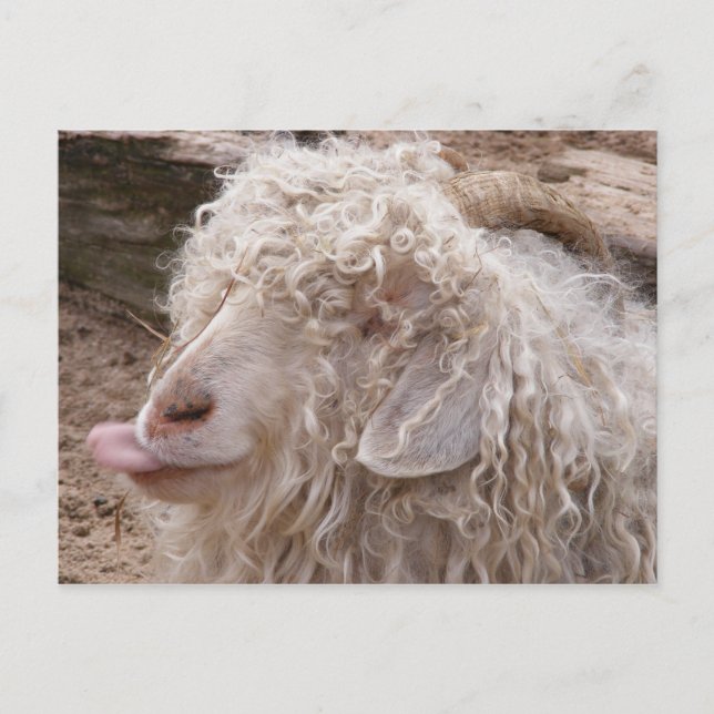 Rude Old Goat Postkarte (Vorderseite)