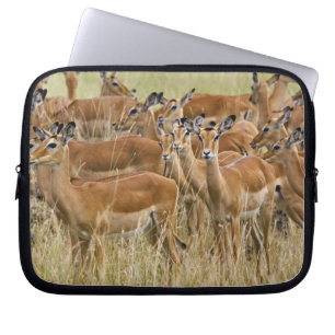 Rudel weiblicher Impalas, Masai Mara, Kenia. Laptopschutzhülle