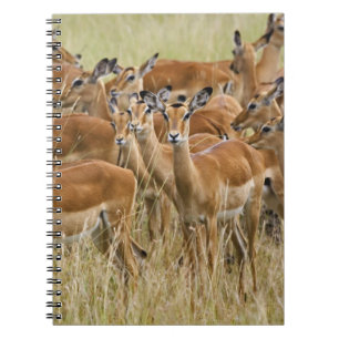 Rudel weiblicher Impalas, Masai Mara, Kenia. Notizblock