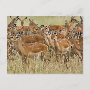 Rudel weiblicher Impalas, Masai Mara, Kenia. Postkarte