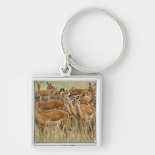 Rudel weiblicher Impalas, Masai Mara, Kenia. Schlüsselanhänger